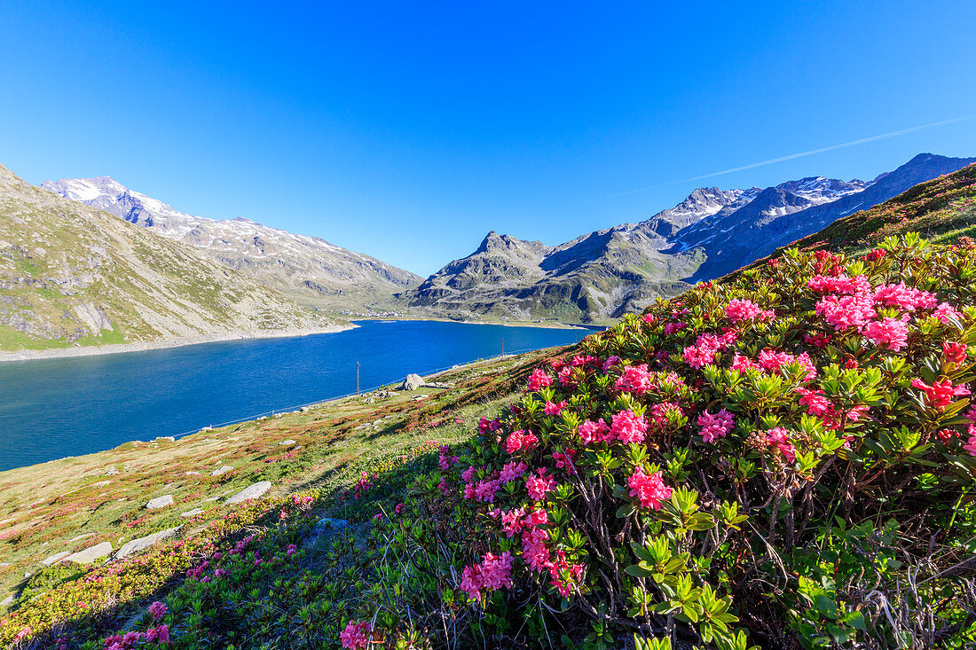 Rhododendren am Ufer des Beckens, Montespluga, Chiavenna-Tal, Provinz Sondrio, Valtellina, Lombardei, Italien, Europa