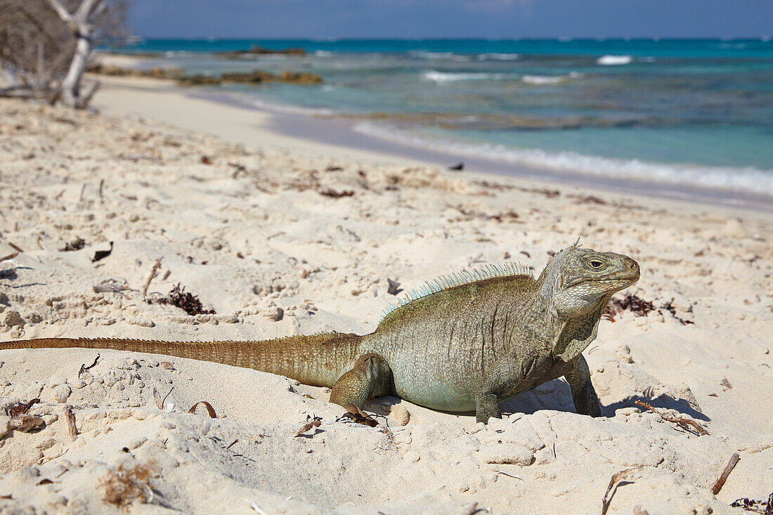 A Turks and Caicos rock iguana ,Cyclura carinata, on Little Water Cay, Providenciales, Turks and Caicos, in the Caribbean, West Indies, Central America