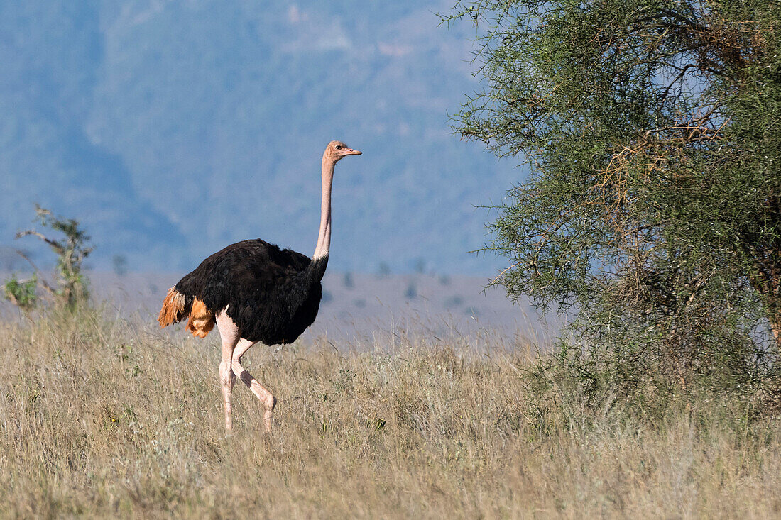 A male ostrich ,Struthio camelus, Tsavo, Kenya, East Africa, Africa