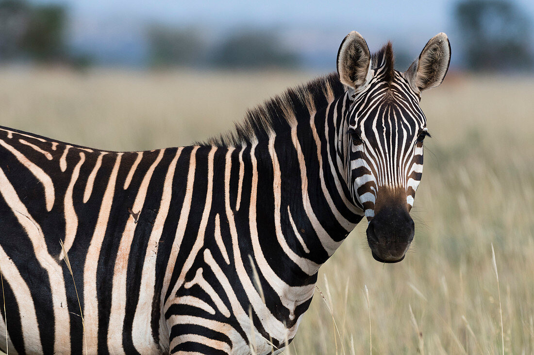 Portrait of a common zebra ,Equus quagga, looking at the camera, Tsavo, Kenya, East Africa, Africa