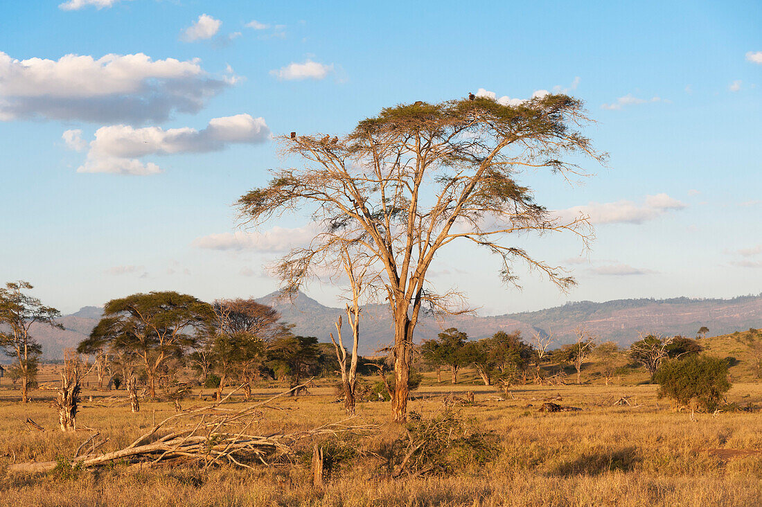 Bäume in einer Ebene in Tsavo, Tsavo, Kenia, Ostafrika, Afrika
