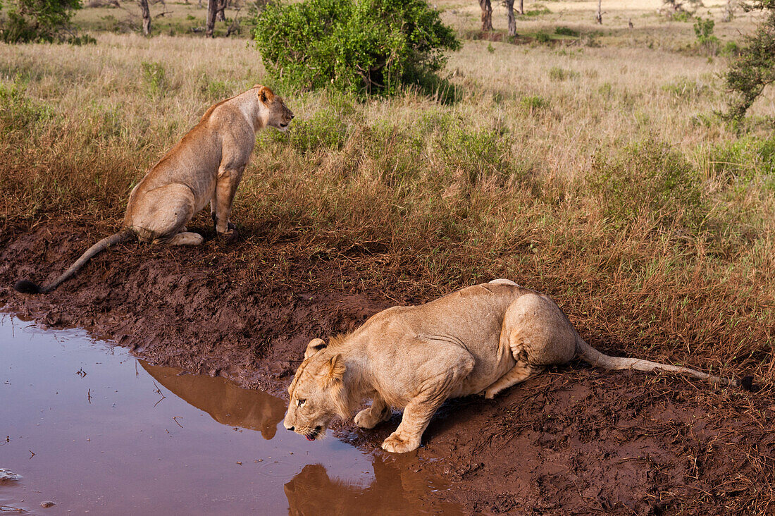 Two lions ,Panthera leo, at a waterhole, one drinking, Tsavo, Kenya, East Africa, Africa