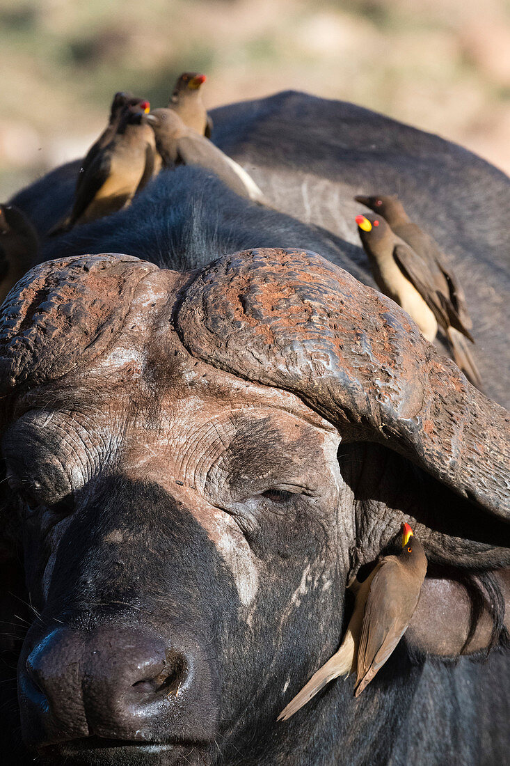 African buffalo ,Syncerus caffer, with yellow-billed oxpeckers ,Buphagus africanus, looking for parasites, Tsavo, Kenya, East Africa, Africa