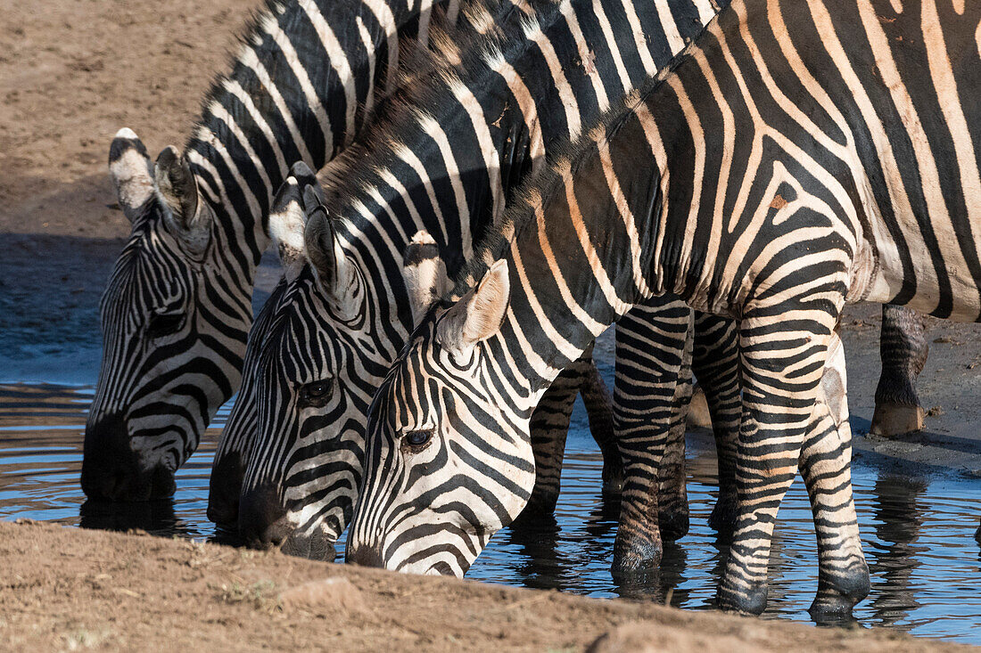 Common zebras ,Equus quagga, drinking at a waterhole, Tsavo, Kenya, East Africa, Africa