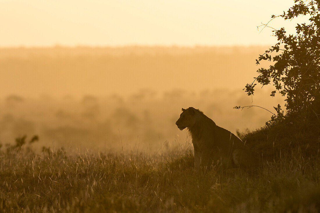 Ein Löwe ,Panthera Leo, ruht auf einem Termitenhügel bei Sonnenuntergang, Tsavo, Kenia, Ostafrika, Afrika