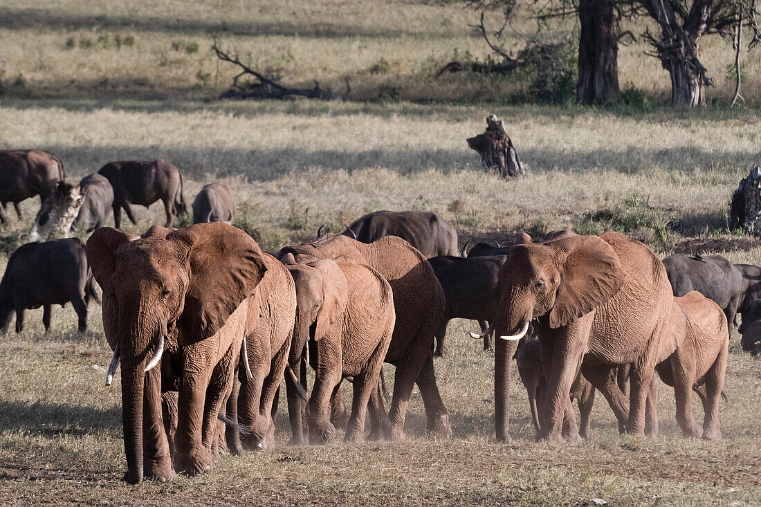 Eine Zuchtherde von afrikanischen Elefanten ,Loxodonta africana, zu Fuß auf einer Ebene, um ein Wasserloch zu erreichen, Tsavo, Kenia, Ostafrika, Afrika