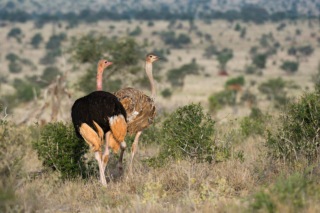 A couple of ostriches ,Struthio camelus, Tsavo, Kenya, East Africa, Africa