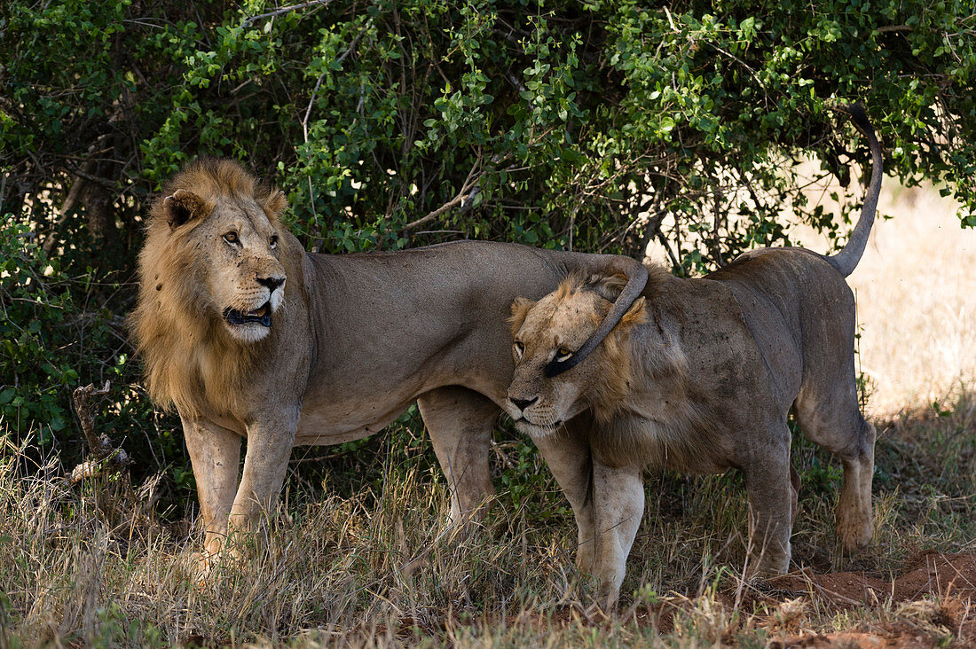 Two lions ,Panthera leo, patrolling, Tsavo, Kenya, East Africa, Africa