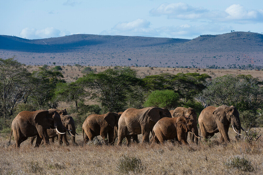 A large herd of African elephant ,Loxodonta africana, walking though savannah grass in a line, Tsavo, Kenya, East Africa, Africa