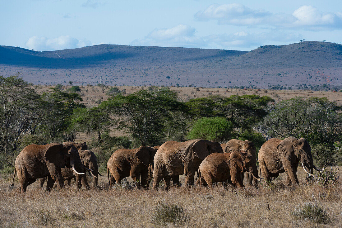 Eine große Herde von afrikanischen Elefanten ,Loxodonta Africana, zu Fuß durch Savanne Gras in einer Linie, Tsavo, Kenia, Ostafrika, Afrika