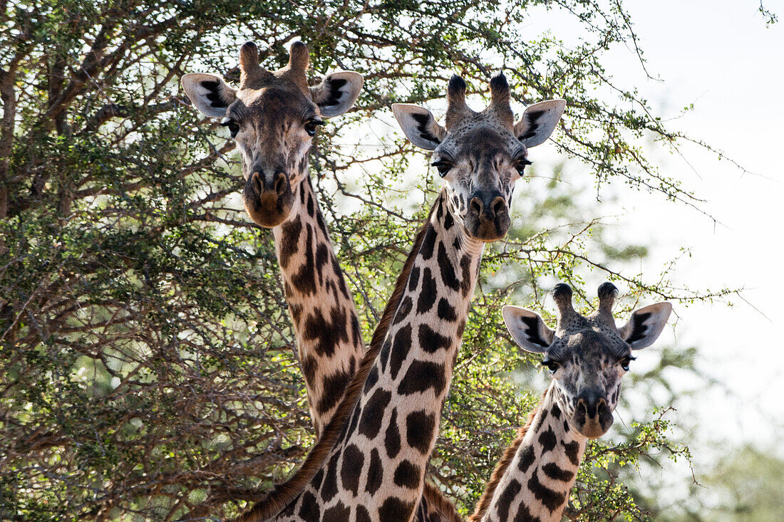 Drei Maasai-Giraffen ,Giraffa camelopardalis tippelskirchi, mit Blick in die Kamera, Tsavo, Kenia, Ostafrika, Afrika
