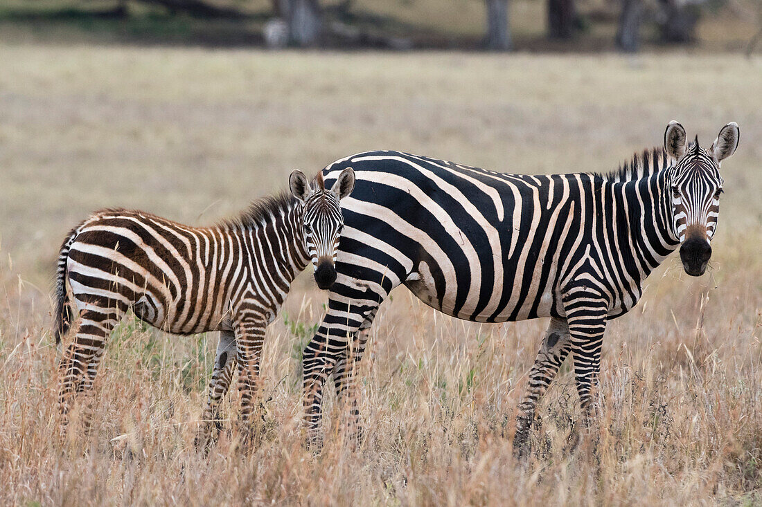 A common zebra , Equus quagga, with its foal, looking at the camera, Tsavo, Kenya, East Africa, Africa