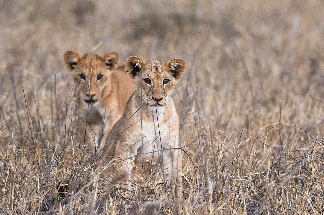 Two lion cubs ,Panthera leo, one looking at the camera, Tsavo, Kenya, East Africa, Africa