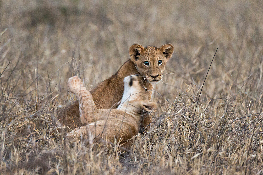 Two lion cubs ,Panthera leo, playing in the tall grass, Tsavo, Kenya, East Africa, Africa