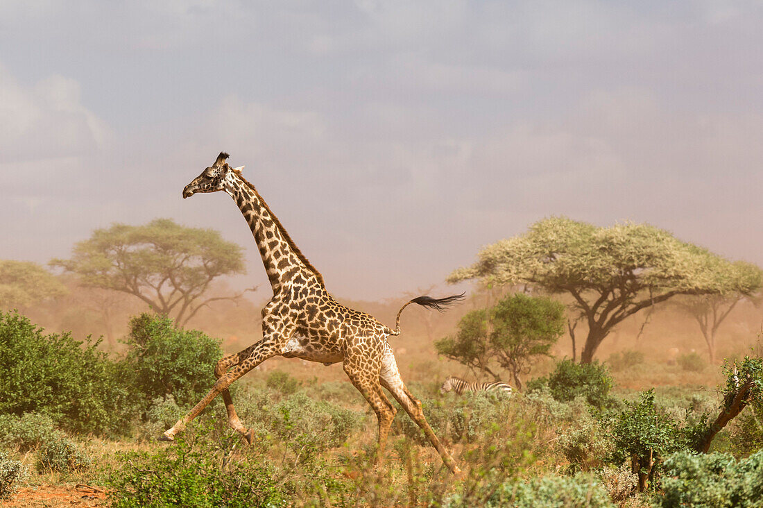 Eine Maasai-Giraffe ,Giraffa camelopardalis tippelskirchi, läuft in einem Staubsturm, Tsavo, Kenia, Ostafrika, Afrika
