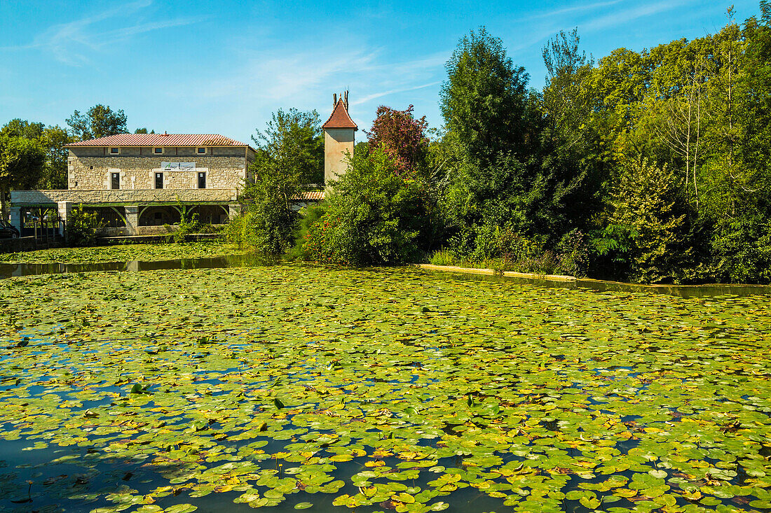 Lily pads on Le Dropt River at this popular south western historic bastide town, Eymet, Bergerac, Dordogne, France, Europe