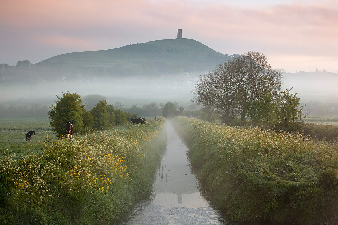 Dawn Nebel unter Glastonbury Tor, Glastonbury, Somerset, England, Vereinigtes Königreich, Europa