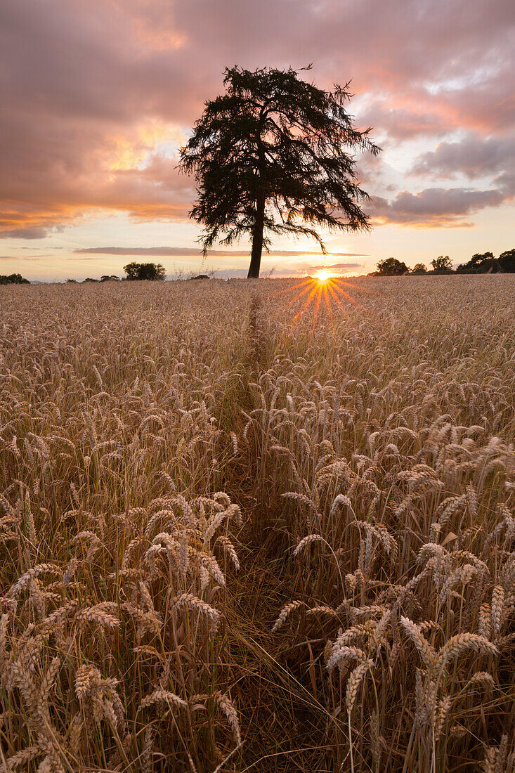 Weizenfeld mit Pfad und Baum bei Sonnenuntergang, in der Nähe von Chipping Campden, Cotswolds, Gloucestershire, England, Vereinigtes Königreich, Europa