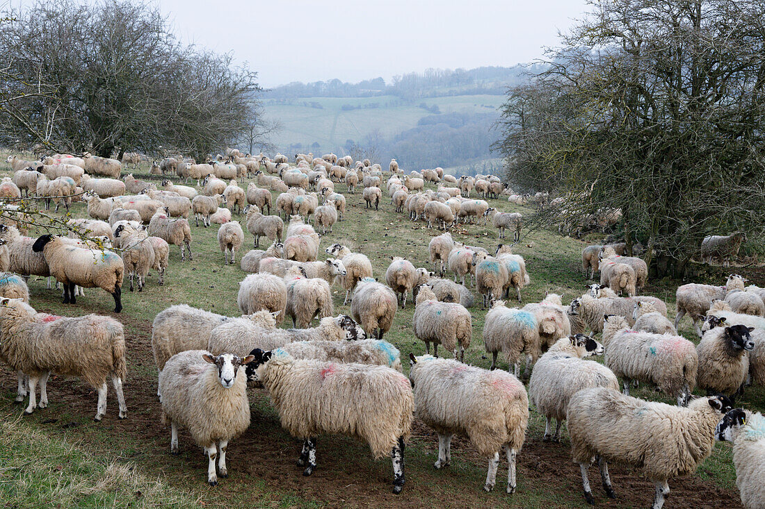 Flock of sheep on Cotswold hillside, Broadway, Cotswolds, Worcestershire, England, United Kingdom, Europe