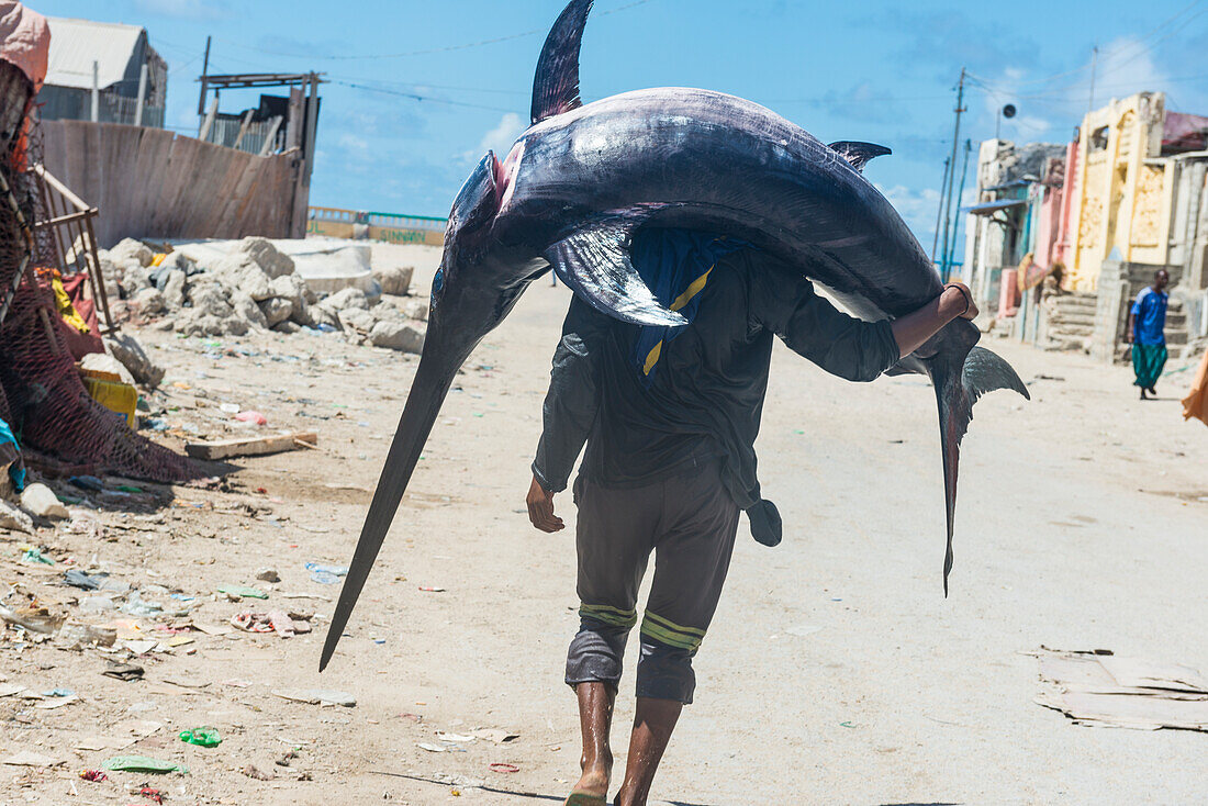 Bemannen Sie das Tragen eines riesigen Schwertfisches zum Fischmarkt von Mogadischu, Somalia, Afrika