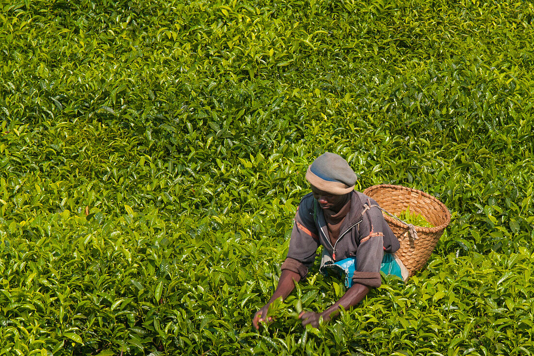 Ein Teepflücker pflückt Tee im Süden von Ruanda, Afrika