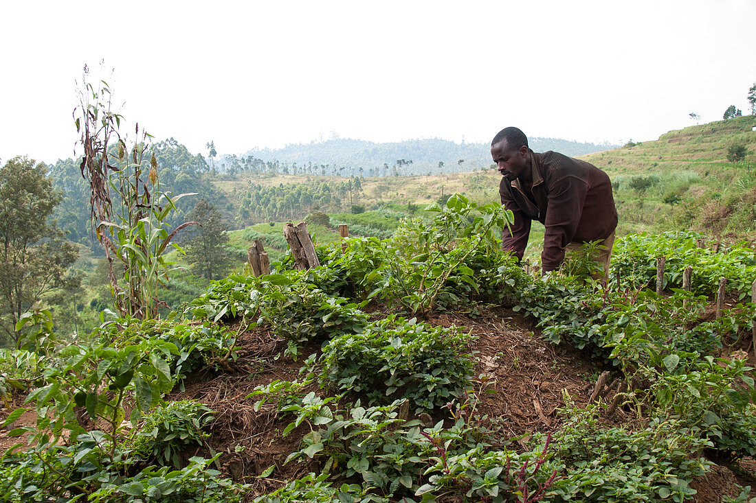 Ein Mann arbeitet am Gemüsegarten in Ngwino Nawe, einem Zentrum für behinderte Kinder im äußersten Südwesten von Ruanda, Afrika