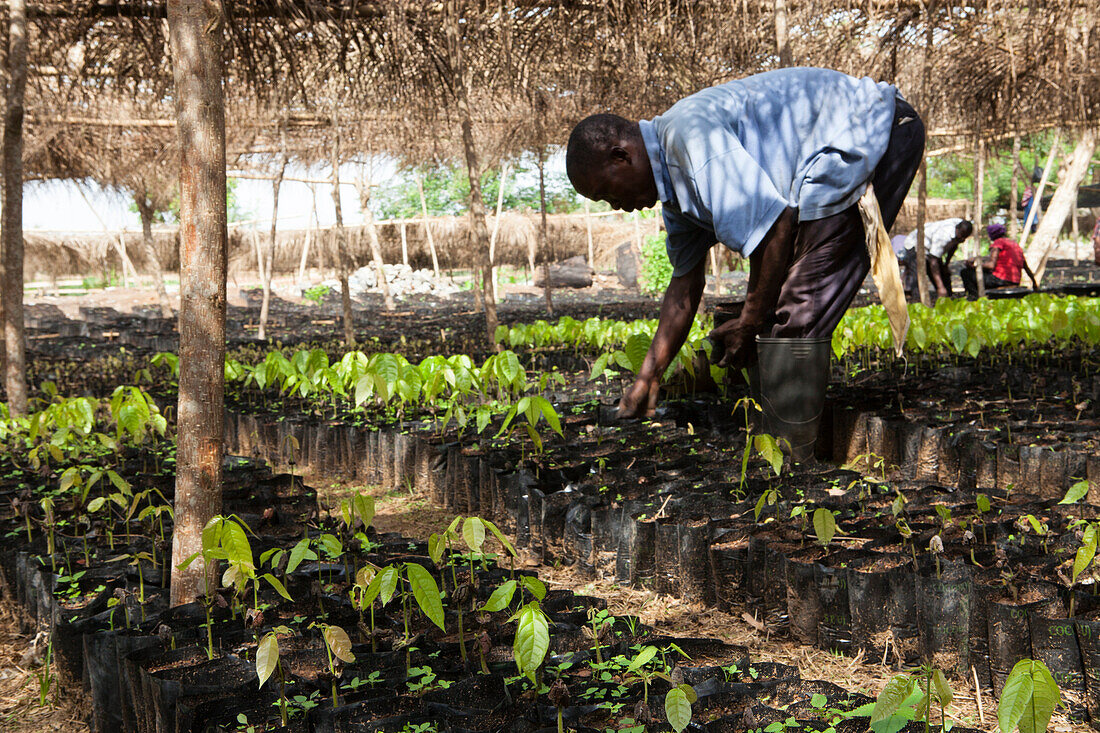 Ein Mann neigt zu kleinen Kakaobäumen in einem Kakaokindergarten in Ghana, Westafrika, Afrika