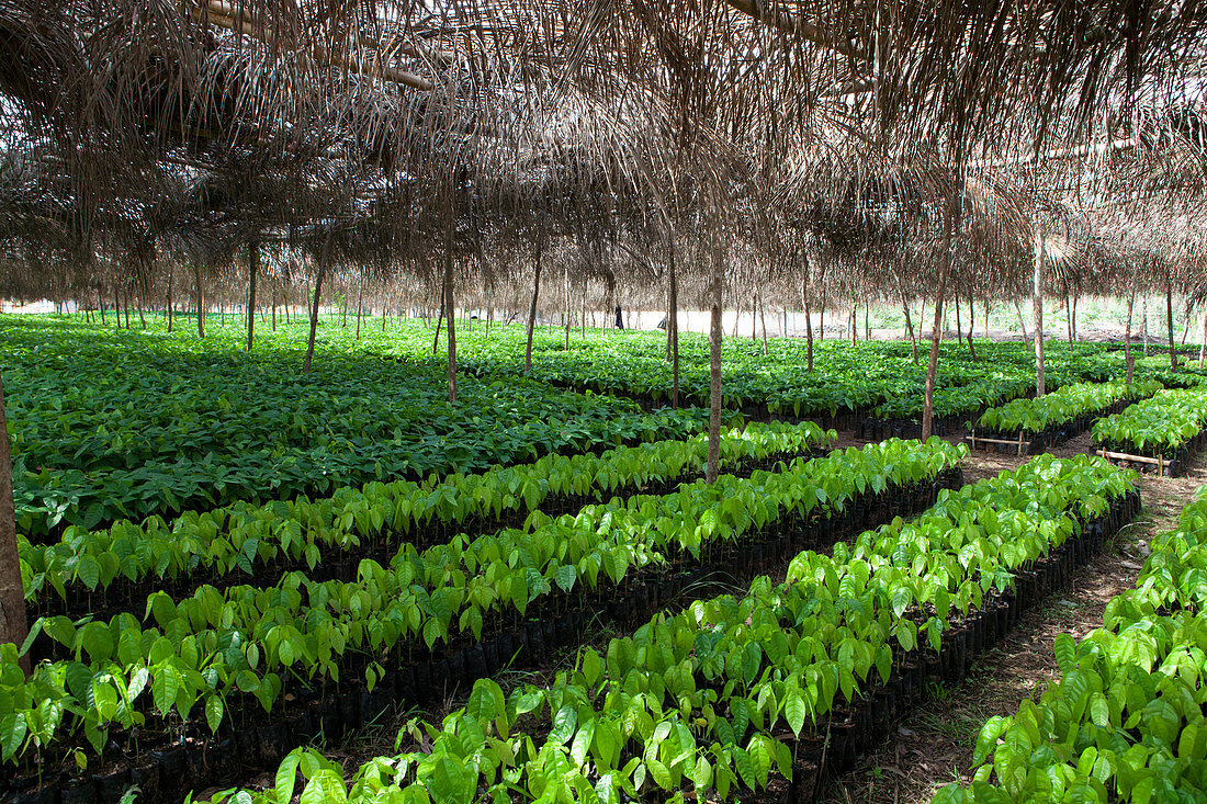 Small cocoa trees at a cocoa nursery in Ghana, West Africa, Africa