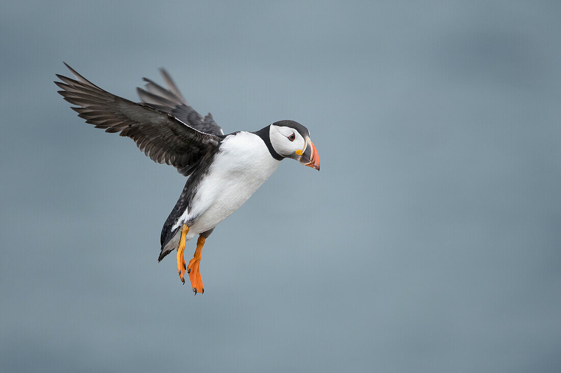 Puffin with cloudy sky flying over Inner Farne, The Farne Islands, Northumberland, England, United Kingdom, Europe
