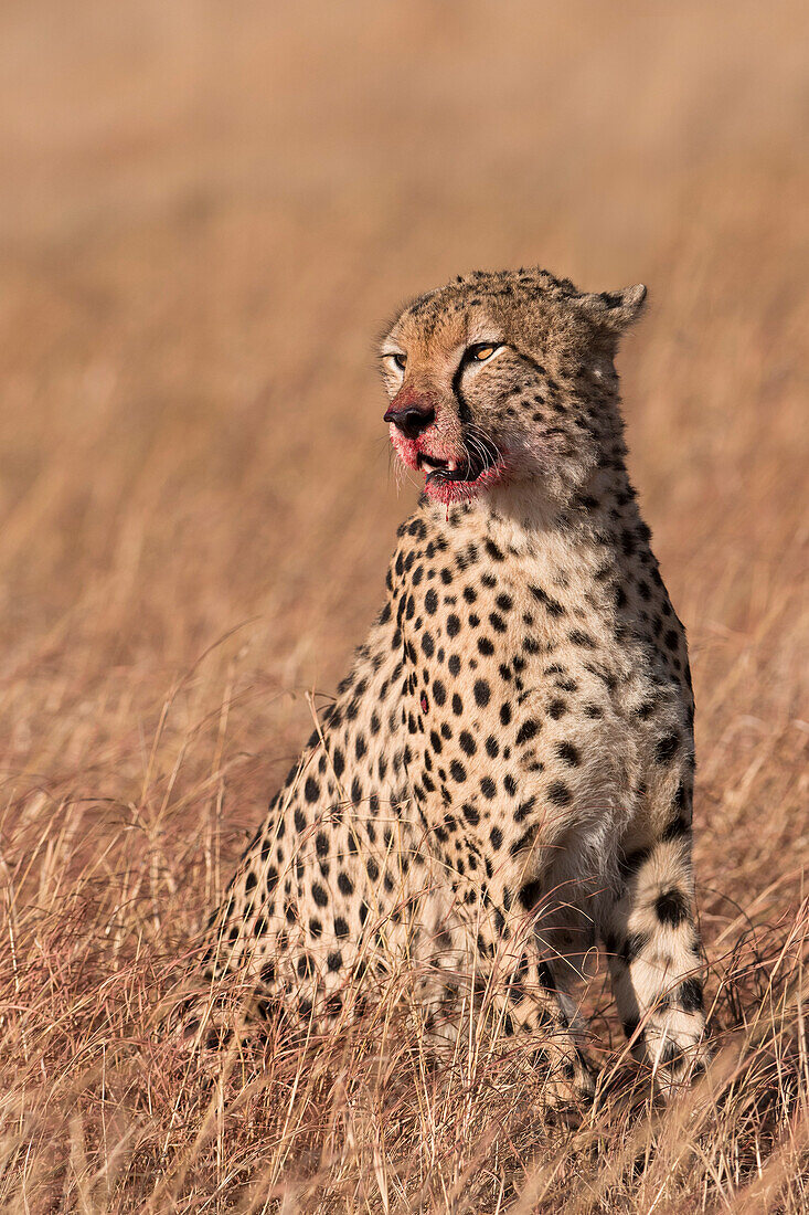 Männlicher Gepard ,Acinonyx jubatus, Mund durch Fütterung mit Blut befleckt, Lemek Conservancy, Masai Mara, Kenia, Ostafrika, Afrika