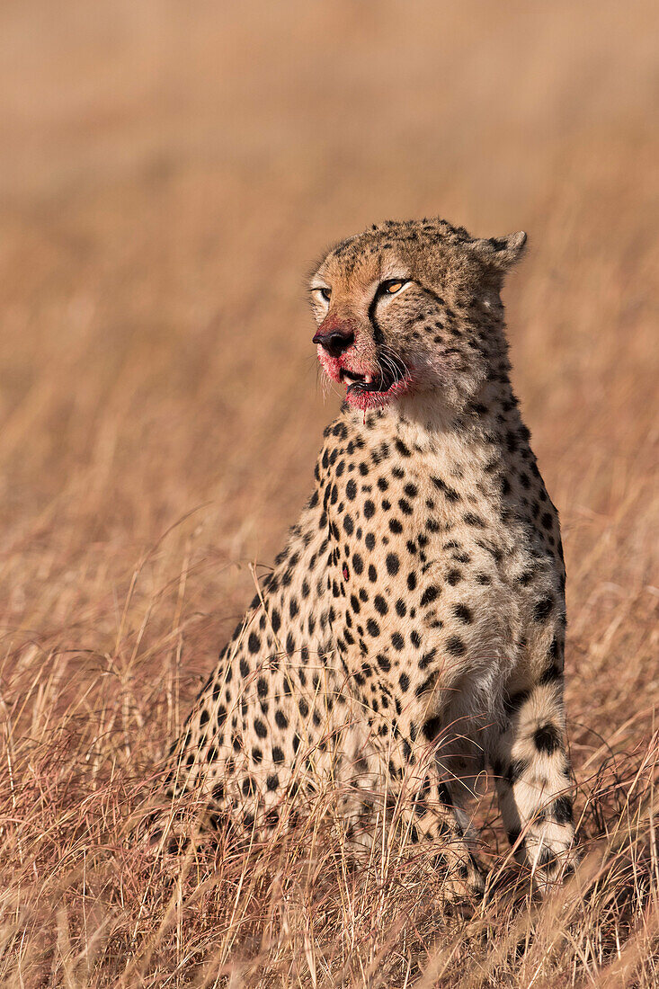 Male cheetah ,Acinonyx jubatus, mouth stained with blood from feeding, Lemek Conservancy, Masai Mara, Kenya, East Africa, Africa