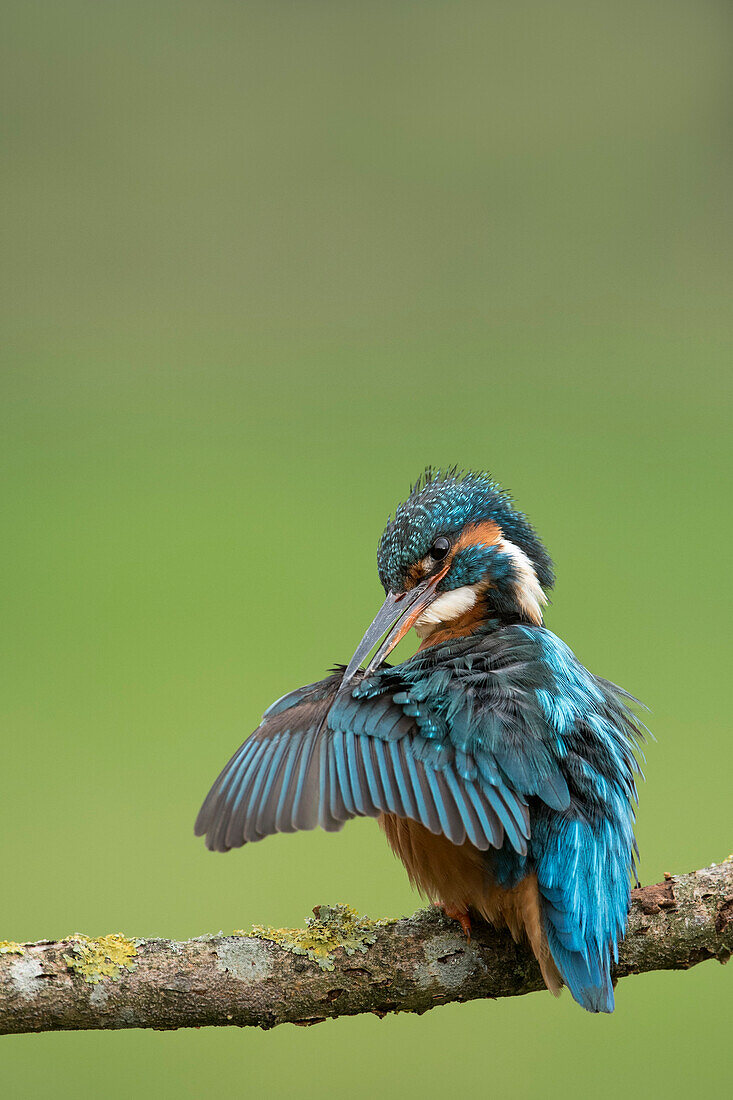 Female common kingfisher ,Eurasian kingfisher, ,Alcedo atthis, preening wings in West Yorkshire, England, United Kingdom, Europe