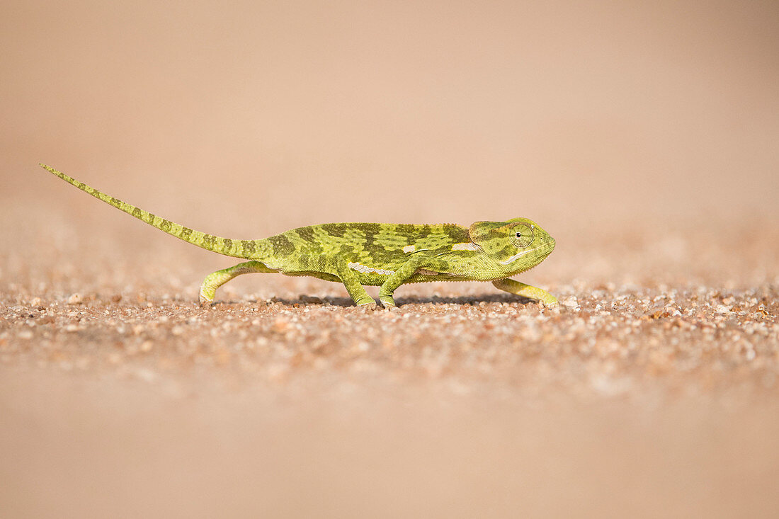 Flap neck chameleon ,Chamaeleo dilepis, crossing a track in Sabi Sands, Greater Kruger, South Africa, Africa