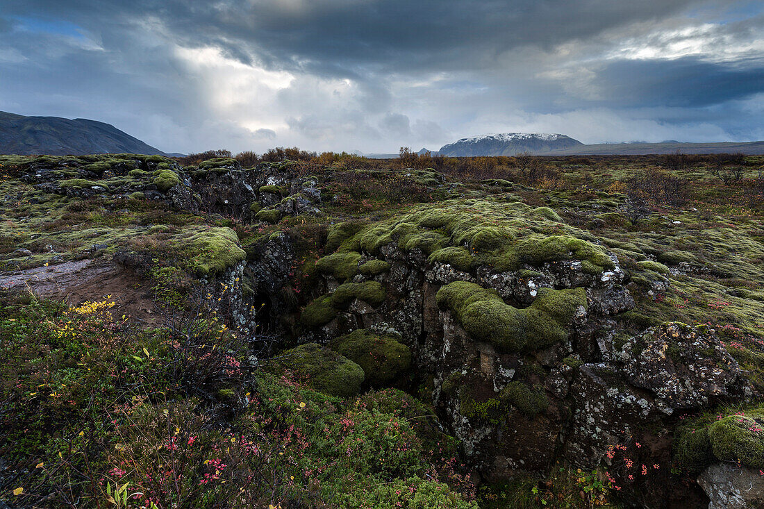 Mossy landscape with fissures, Pingvellir ,Thingvellir, National Park, UNESCO World Heritage Site, near Reykjavik, Iceland, Polar Regions