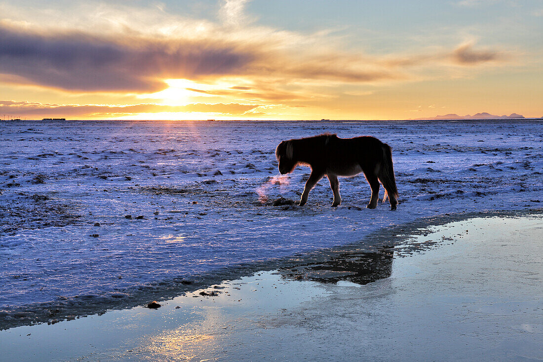 Islandpferd im Schnee bedeckte Winterlandschaft bei Sonnenuntergang, nahe Seljalandsfoss-Wasserfall, Süd-Island, polare Regionen