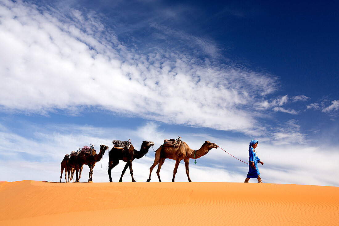 Kamele werden über Dünen des Erg Chebbi Sandmeeres, Teil der Sahara nahe Merzouga, Marokko, Nordafrika, Afrika geführt