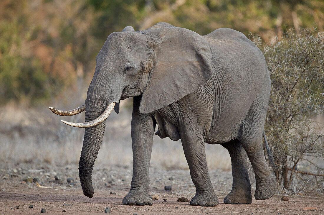 African elephant ,Loxodonta africana, adult female, Kruger National Park, South Africa, Africa