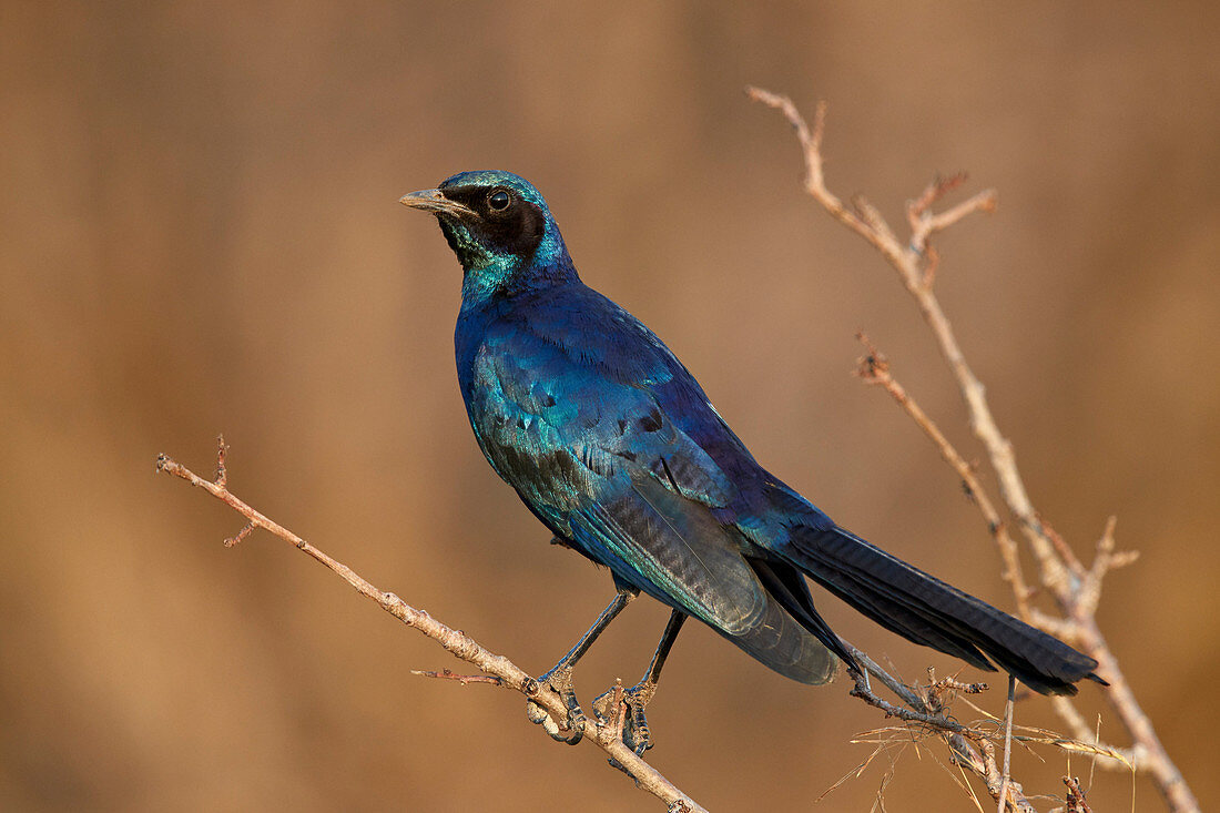 Burchell's glossy starling ,Burchell's starling, ,Lamprotornis australis, Kruger National Park, South Africa, Africa