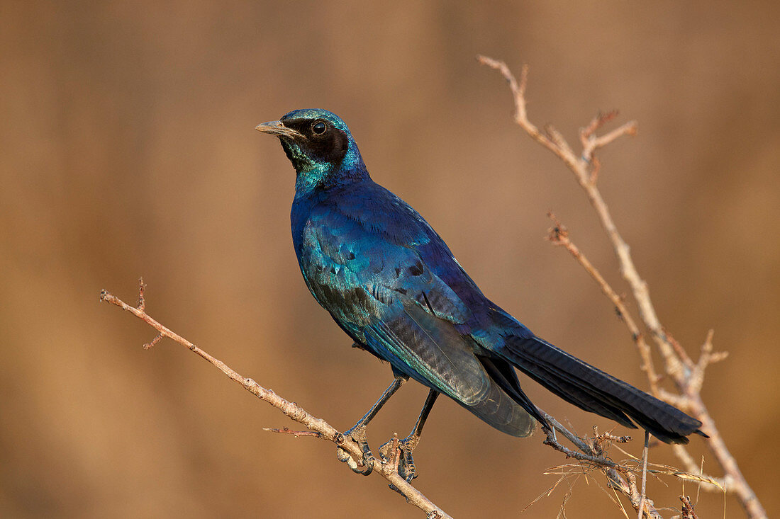 Burchells glänzender Star ,Burchells Starling, ,Lamprotornis australis, Krüger Nationalpark, Südafrika, Afrika