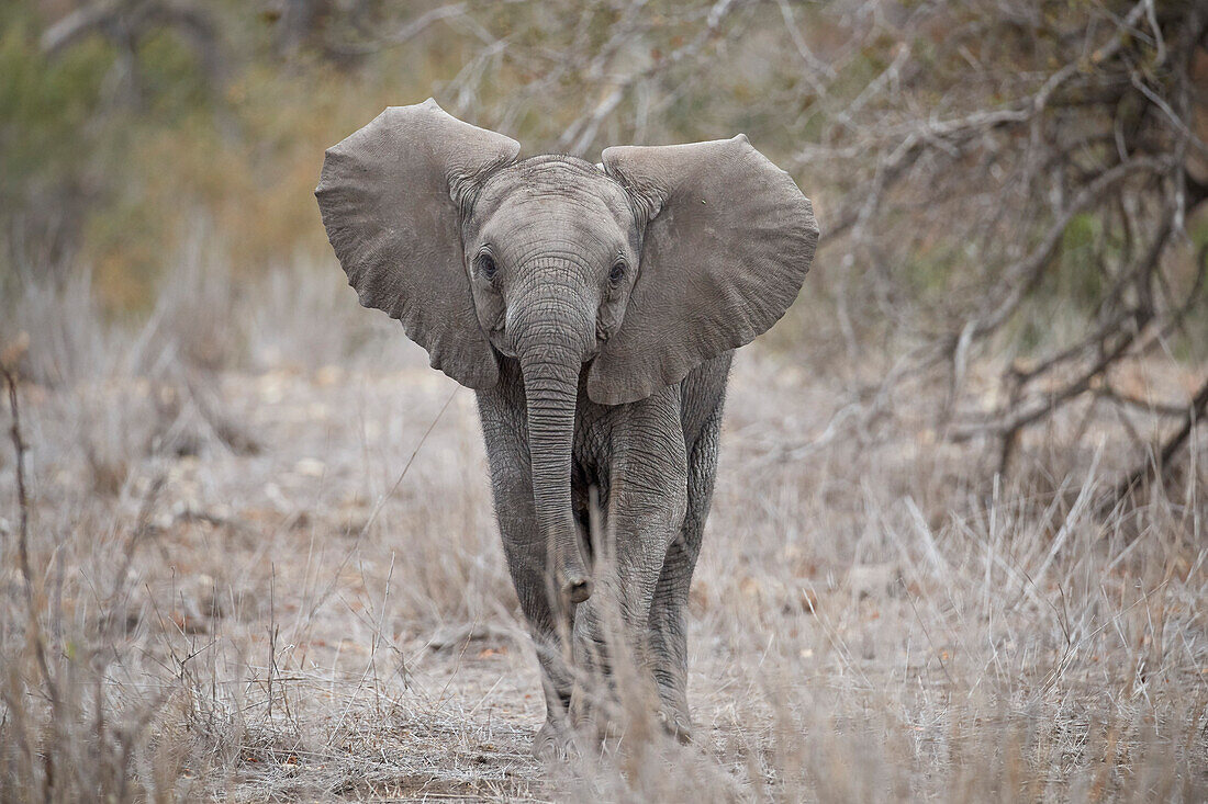 African elephant ,Loxodonta africana, juvenile, Kruger National Park, South Africa, Africa