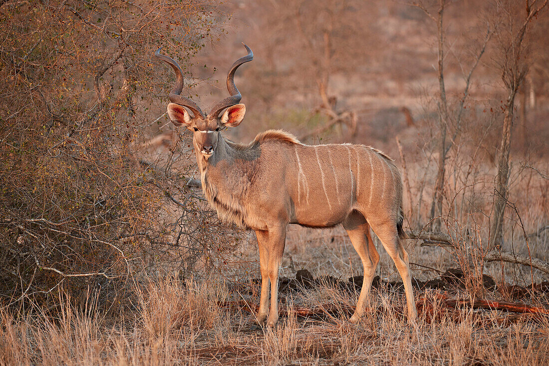 Großer Kudu ,Tragelaphus strepsiceros, Stier, Krüger Nationalpark, Südafrika, Afrika