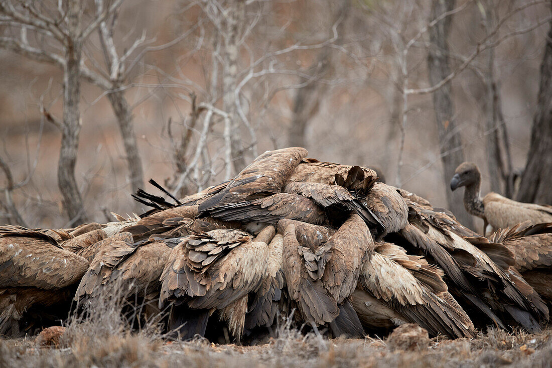 Pile of African white-backed vulture ,Gyps africanus, fighting at a carcass, Kruger National Park, South Africa, Africa