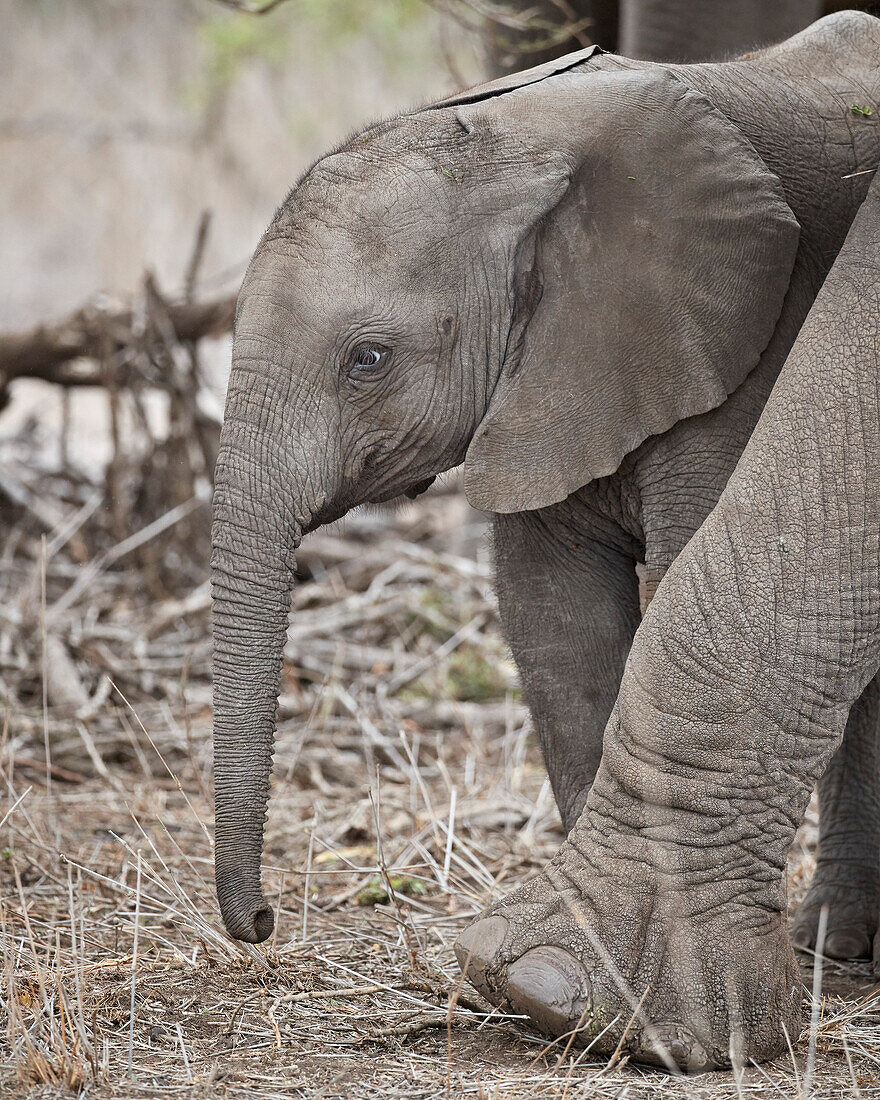 African elephant ,Loxodonta africana, juvenile, Kruger National Park, South Africa, Africa