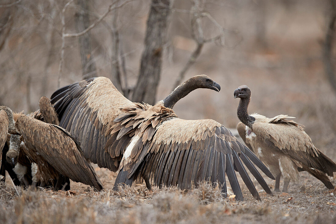 African white-backed vulture ,Gyps africanus, fighting at a carcass, Kruger National Park, South Africa, Africa
