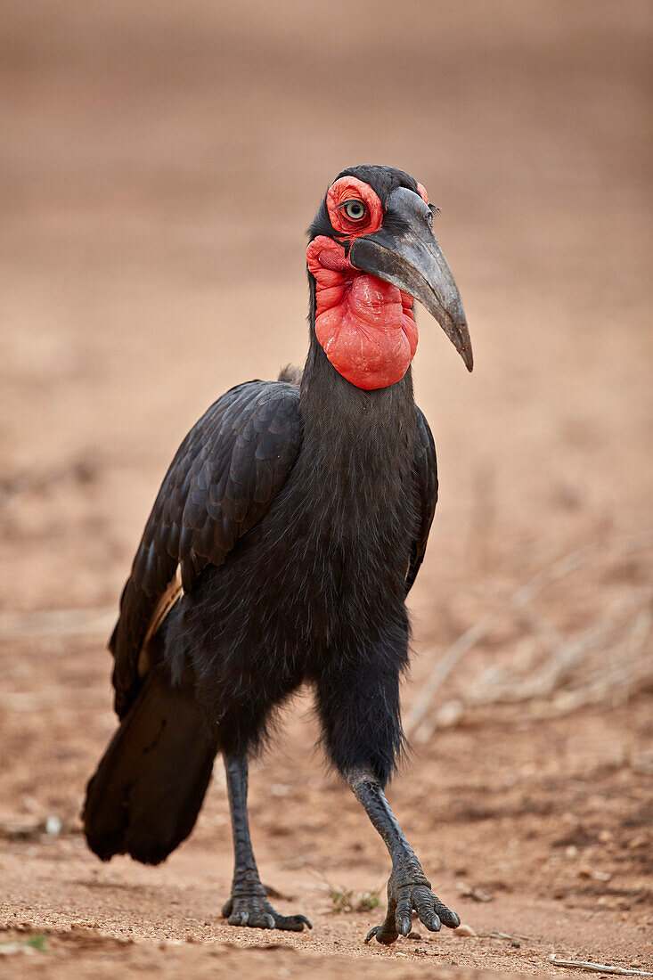 Südlicher Hornrabe ,Südlicher Hornrabe, ,Bucorvus leadbeateri, Männchen, Krüger Nationalpark, Südafrika, Afrika