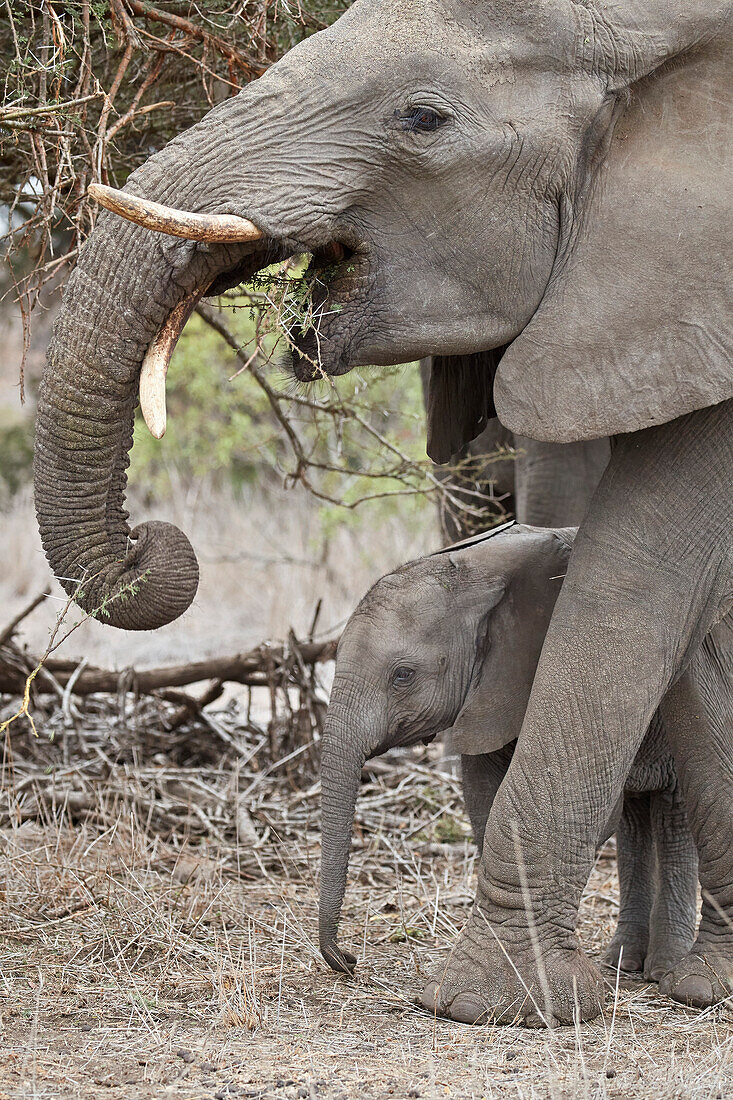 African elephant ,Loxodonta africana, juvenile and mother, Kruger National Park, South Africa, Africa
