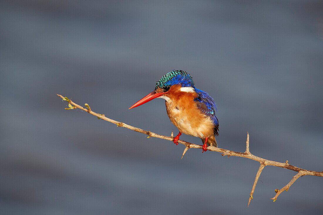 Malachite kingfisher ,Alcedo cristata, Kruger National Park, South Africa, Africa