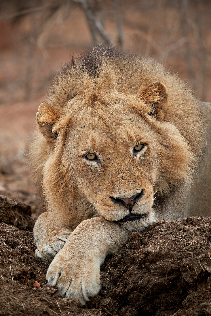 Lion ,Panthera leo, Kruger National Park, South Africa, Africa