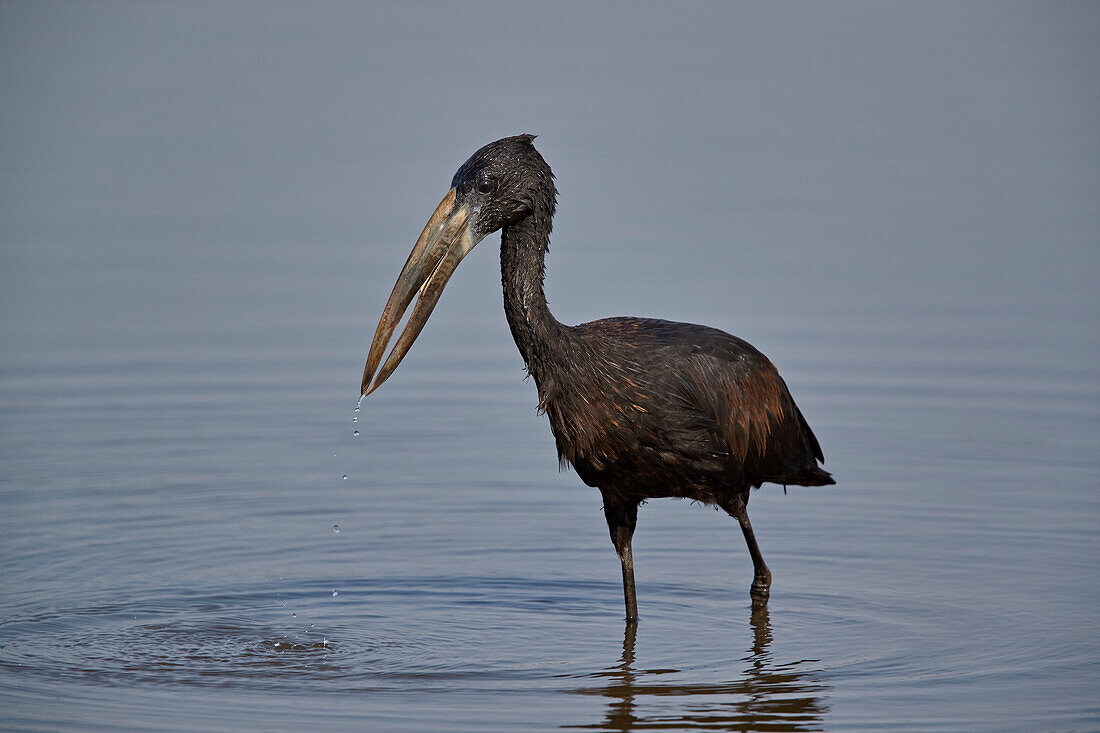 African open-billed stork ,African openbill, ,Anastomus lamelligerus, Kruger National Park, South Africa, Africa