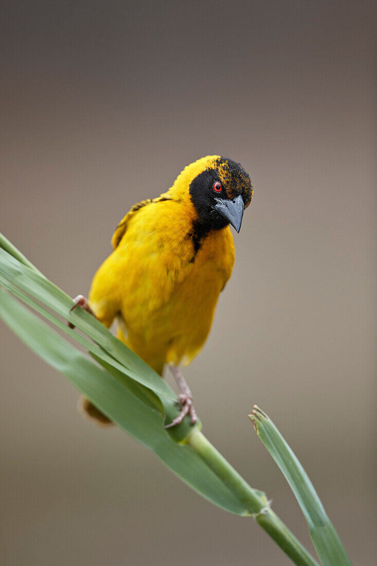 Southern masked weaver ,Ploceus velatus, male, Kruger National Park, South Africa, Africa